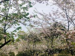 -南山植物园