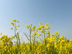 -汉长安城未央宫国家考古遗址公园