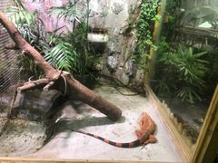 -上海大自然野生昆虫馆(东方明珠·爬宠昆虫探索中心)