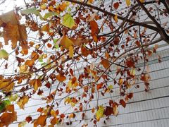 -三里屯东五街银杏大道