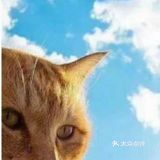 一只漂亮的小猫的照片