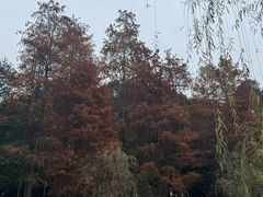 -重庆彩云湖湿地公园