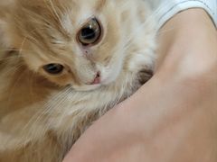 -楼上猫咖(罗湖店)