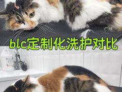 -宠小格时尚宠物生活馆(唐镇店)