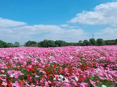 -花开海上生态园