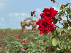 -亚龙湾国际玫瑰谷