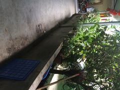 iphone_upload_pic-波记农庄