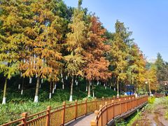 -重庆彩云湖湿地公园