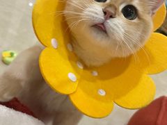 -瑞派康怡24h宠物医院·犬猫医疗中心·微创绝育(瑞景分院)