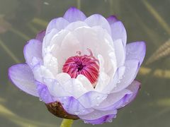 -中国科学院华南植物园