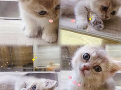 -飞行喵MR PILOT|猫舍·猫咖(静安大融城店)