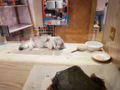 -屋虎猫馆(宝安大仟里店)