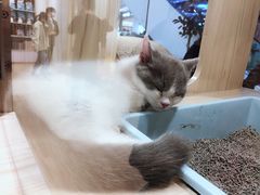 -屋虎猫馆(宝安大仟里店)