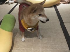-逗柴咖啡屋·狗咖猫咖宠物桌游