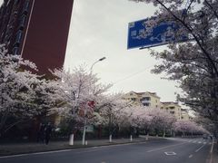 -高东镇樱花园