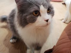 -1013 PET SHOP精品宠物商店(丁香店)