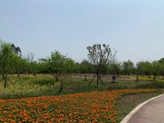 -桤木河湿地公园