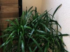 -手功王养生·足疗按摩·SPA·采耳(天府路店)