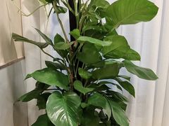 -鼎好家常菜(天桥店)