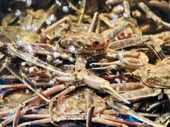 活蟹-蟹之国·精品蟹料理(极地店)