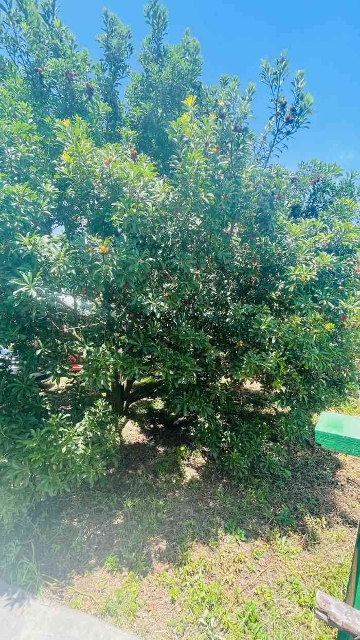 杨梅园有平地."-大众点评移动版