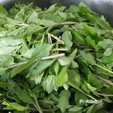 舌尖上的春日精灵——枸杞头