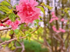 -海棠花溪(元大都城垣遗址公园)