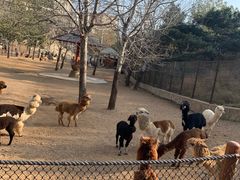 -大连森林动物园