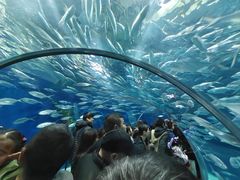 -上海海洋水族馆
