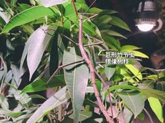 -正佳雨林生态植物园