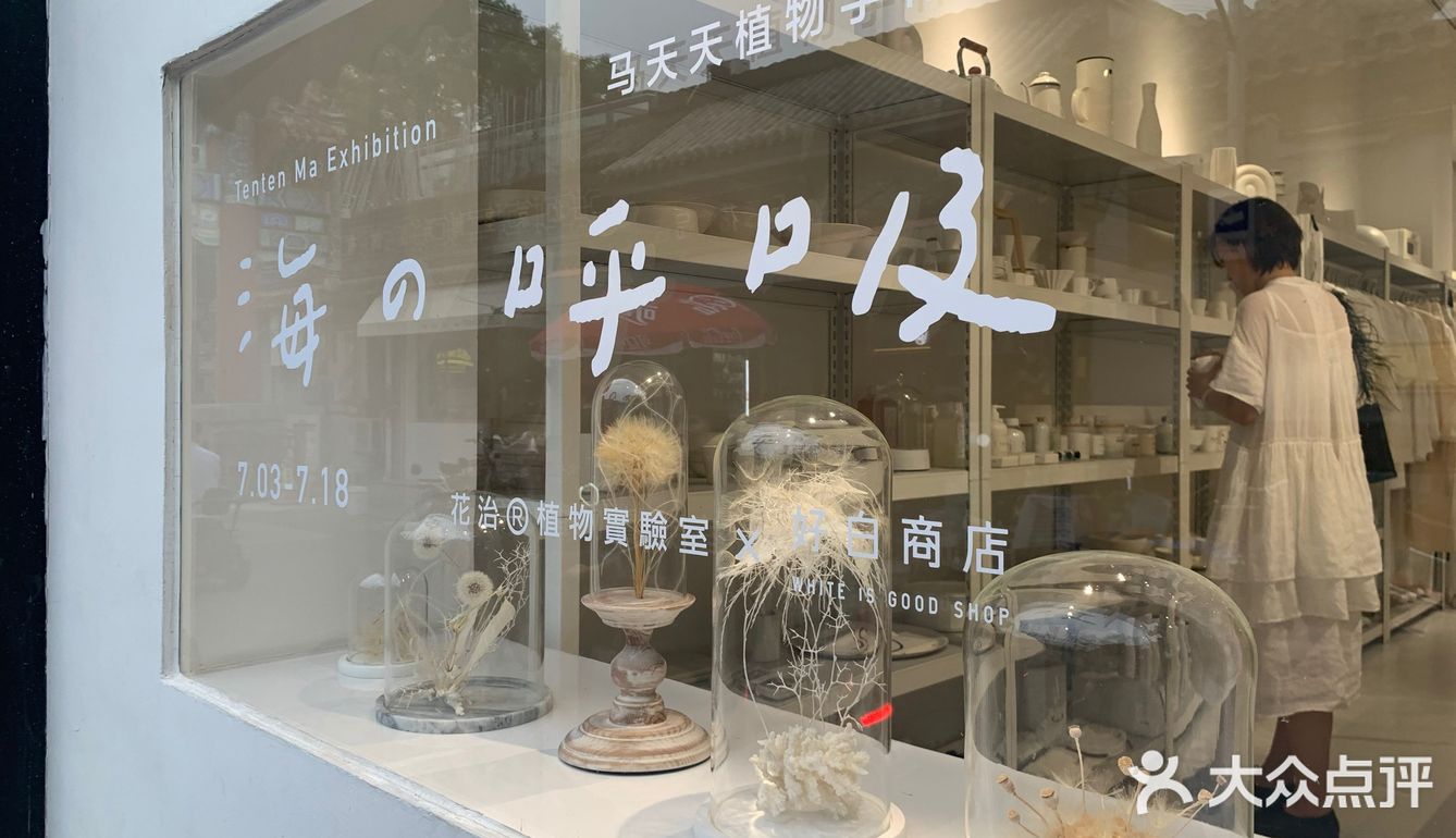 白色蒲公英的约定
