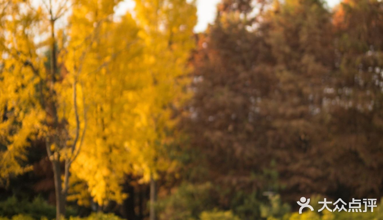 上海这片像身处国外公园的银杏林，竟如此的美🍂