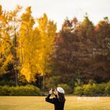上海这片像身处国外公园的银杏林，竟如此的美🍂