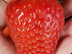 -田趣农庄草莓采摘园