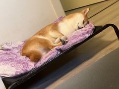 -爱侣宠医·鹦鹉专科·小型哺乳类·异宠专科(灵石路店)