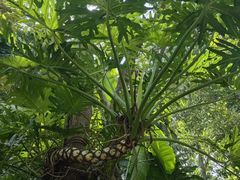 -中国科学院西双版纳热带植物园