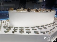 -贝壳梦幻世界