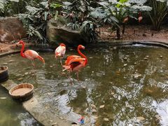 -海南热带野生动植物园