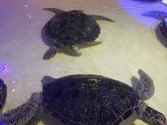 -华夏文旅海洋公园