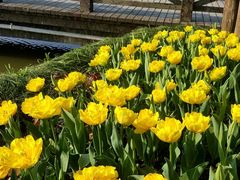 -上海鲜花港