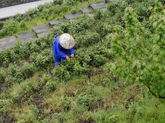 -帐篷客·溪龙茶谷度假酒店