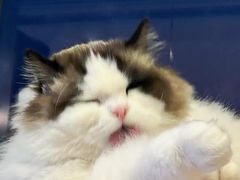 -老吴的猫·猫舍(新区店)