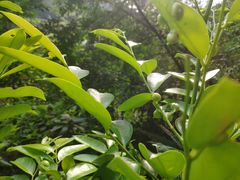 -广东天露山旅游度假区