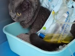 -瑞派·关忠动物医院·猫专科·犬专科(三环新城店)