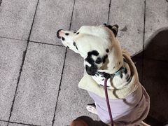 -宠物梦想家(日月豪庭店)