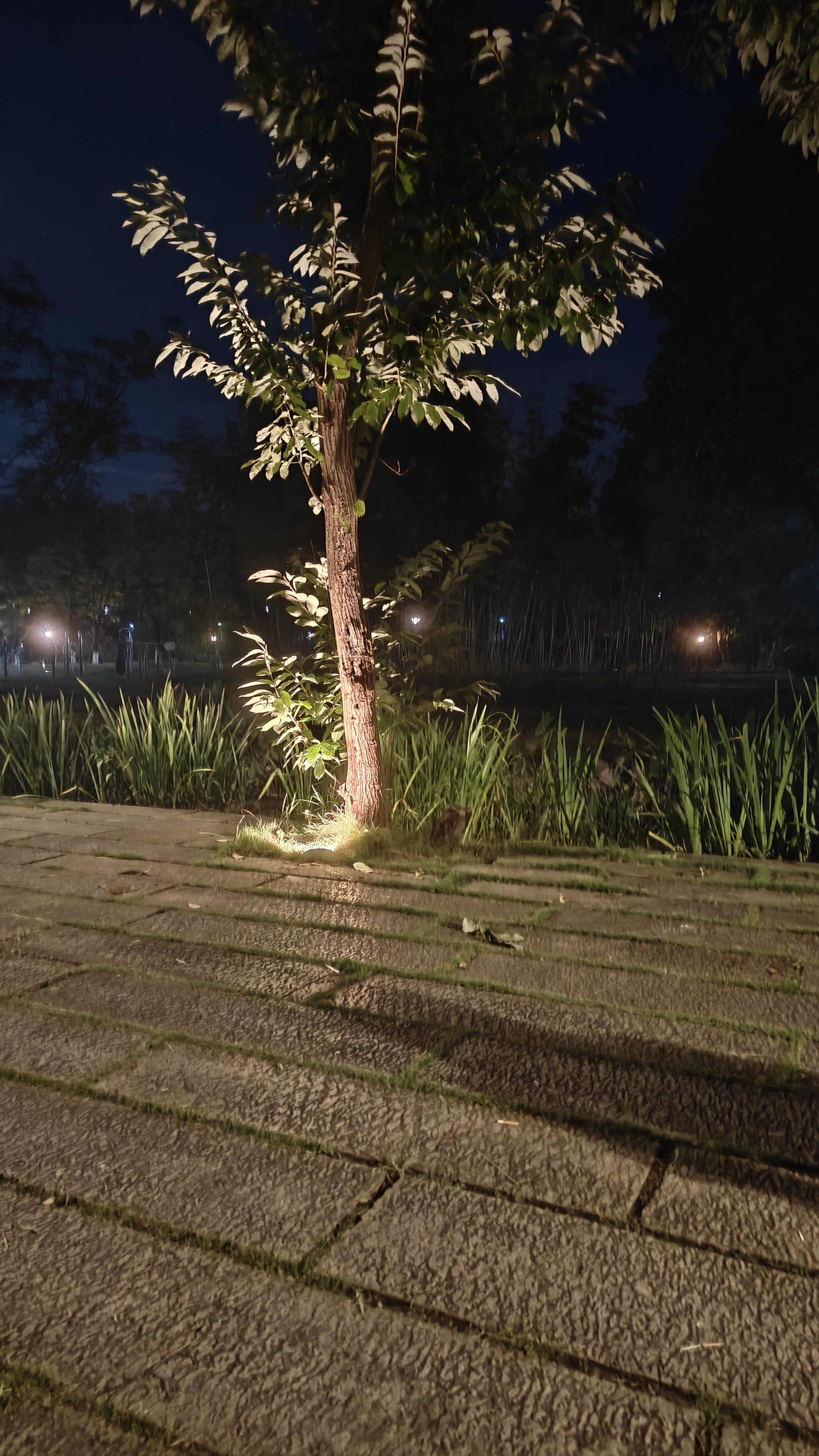 天天领红包 夜晚的灯照在每一棵树的身上,让树变得闪闪发光