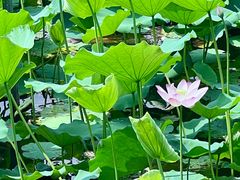 -荔湾湖公园