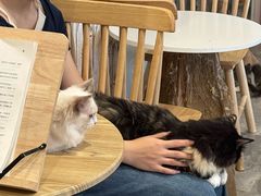 -楼上猫咖(罗湖店)