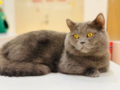 -COLOR PETS 撸猫馆·购猫·猫咖(长风大悦城店)
