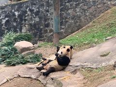 -都江堰中华大熊猫苑